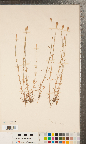  ( - CCDB-24896-G06)  @11 [ ] Copyright (2015) Deb Metsger Royal Ontario Museum