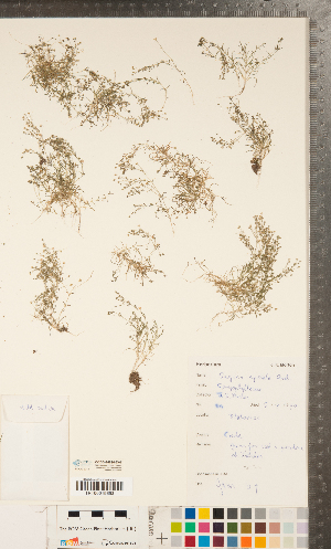  ( - CCDB-24896-D07)  @11 [ ] Copyright (2015) Deb Metsger Royal Ontario Museum