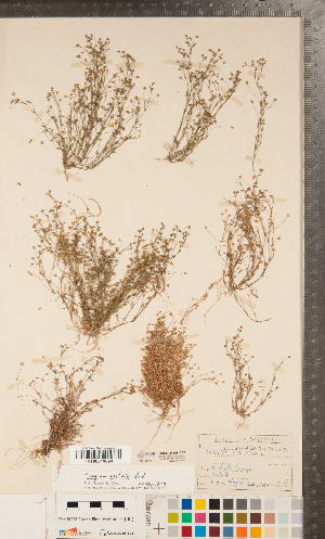  ( - CCDB-24896-C07)  @11 [ ] Copyright (2015) Deb Metsger Royal Ontario Museum