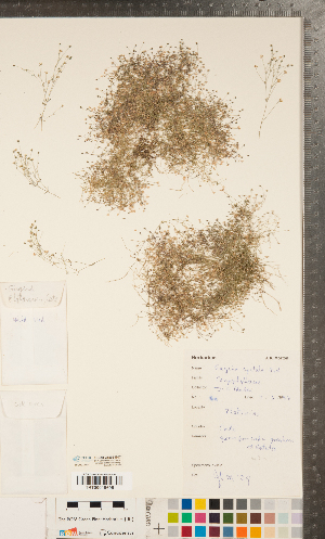  ( - CCDB-24896-B07)  @11 [ ] Copyright (2015) Deb Metsger Royal Ontario Museum