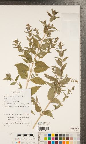  (Scutellaria x churchilliana - CCDB-24896-D09)  @11 [ ] Copyright (2015) Deb Metsger Royal Ontario Museum