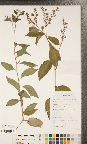  ( - CCDB-24897-H01)  @11 [ ] Copyright (2015) Deb Metsger Royal Ontario Museum