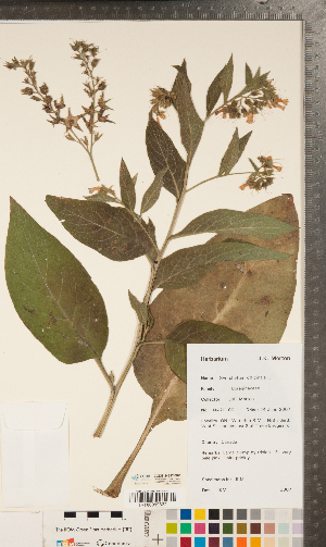  ( - CCDB-24897-G01)  @11 [ ] Copyright (2015) Deb Metsger Royal Ontario Museum