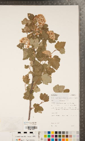  (Physocarpus malvaceus - CCDB-24897-G02)  @11 [ ] Copyright (2015) Deb Metsger Royal Ontario Museum