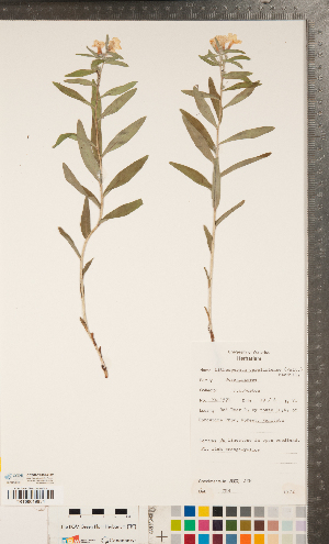  ( - CCDB-24897-C02)  @11 [ ] Copyright (2015) Deb Metsger Royal Ontario Museum