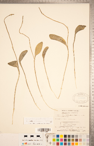  ( - CCDB-18287-C03)  @11 [ ] Copyright (2015) Deb Metsger Royal Ontario Museum