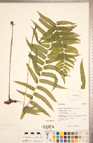  (Homalosorus pycnocarpos - CCDB-18287-F10)  @11 [ ] Copyright (2015) Deb Metsger Royal Ontario Museum