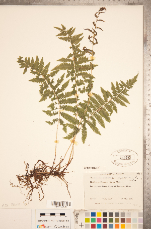  (Thelypteris simulata - CCDB-18346-C04)  @11 [ ] Copyright (2015) Deb Metsger Royal Ontario Museum