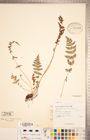  (Woodsia obtusa - CCDB-18346-F05)  @11 [ ] Copyright (2015) Deb Metsger Royal Ontario Museum