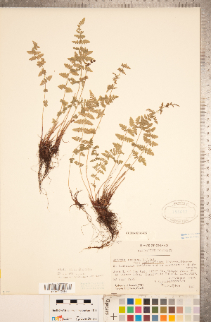  (Woodsia oregana - CCDB-18346-E05)  @11 [ ] Copyright (2015) Deb Metsger Royal Ontario Museum