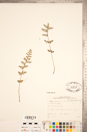  (Woodsia oregana ssp cathcartiana - CCDB-18346-D05)  @11 [ ] Copyright (2015) Deb Metsger Royal Ontario Museum