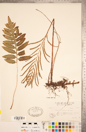  (Woodwardia areolata - CCDB-18346-G06)  @11 [ ] Copyright (2015) Deb Metsger Royal Ontario Museum