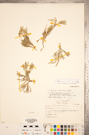  (Diphasiastrum x sabinifolium - CCDB-18346-C06)  @11 [ ] Copyright (2015) Deb Metsger Royal Ontario Museum