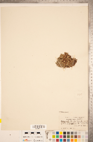  (Selaginella standleyi - CCDB-18346-G07)  @11 [ ] Copyright (2015) Deb Metsger Royal Ontario Museum