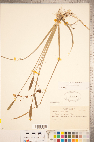  (Sagittaria rigida - CCDB-18346-D12)  @11 [ ] Copyright (2015) Deb Metsger Royal Ontario Museum