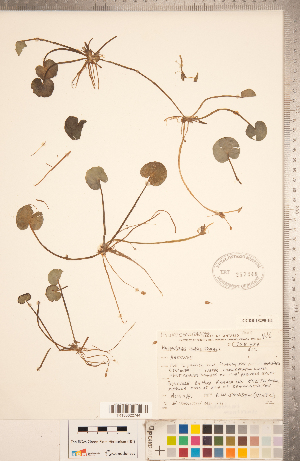  (Hydrocharis morsus-ranae - CCDB-18290-H01)  @11 [ ] Copyright (2015) Deb Metsger Royal Ontario Museum