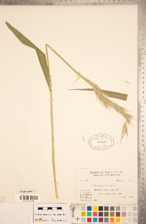  (Elymus wiegandii - CCDB-18290-C03)  @11 [ ] Copyright (2015) Deb Metsger Royal Ontario Museum