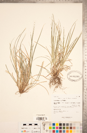  (Carex willdenowii - CCDB-18290-F09)  @11 [ ] Copyright (2015) Deb Metsger Royal Ontario Museum