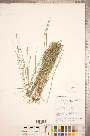  (Carex seorsa - CCDB-18290-C09)  @11 [ ] No Rights Reserved (2014) Deb Metsger Royal Ontario Museum