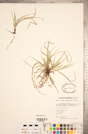  (Carex juniperorum - CCDB-18290-A09)  @11 [ ] No Rights Reserved (2014) Deb Metsger Royal Ontario Museum