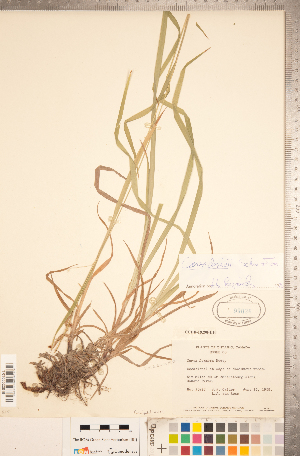  (Carex davisii - CCDB-18290-E10)  @11 [ ] No Rights Reserved (2014) Deb Metsger Royal Ontario Museum