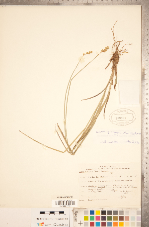  (Carex argyrantha - CCDB-18290-C10)  @11 [ ] No Rights Reserved (2014) Deb Metsger Royal Ontario Museum