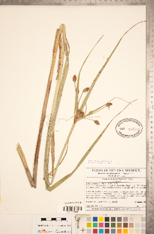  (Bolboschoenus fluviatilis - CCDB-18290-B10)  @11 [ ] No Rights Reserved (2014) Deb Metsger Royal Ontario Museum