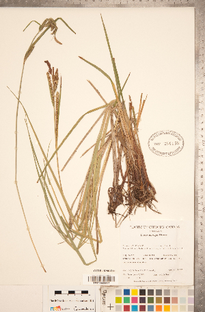  (Carex emoryi - CCDB-18290-D11)  @11 [ ] No Rights Reserved (2014) Deb Metsger Royal Ontario Museum