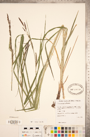  (Carex emoryi - CCDB-18290-C11)  @11 [ ] No Rights Reserved (2014) Deb Metsger Royal Ontario Museum