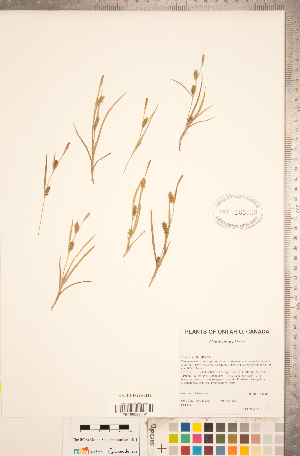  (Carex crawei - CCDB-18290-H12)  @11 [ ] No Rights Reserved (2014) Deb Metsger Royal Ontario Museum