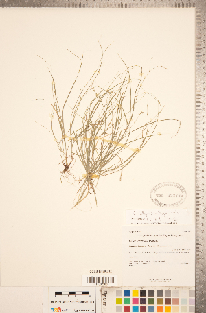  (Carex billingsii - CCDB-18290-D12)  @11 [ ] No Rights Reserved (2014) Deb Metsger Royal Ontario Museum