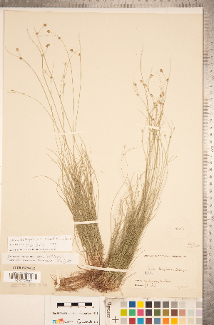  (Carex billingsii - CCDB-18290-C12)  @11 [ ] No Rights Reserved (2014) Deb Metsger Royal Ontario Museum
