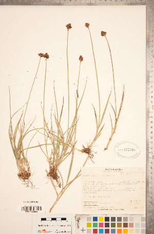  (Carex illota - CCDB-18294-B02)  @11 [ ] No Rights Reserved (2014) Deb Metsger Royal Ontario Museum