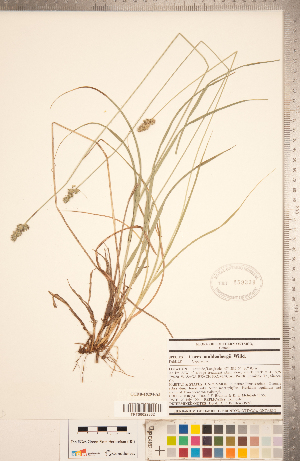  (Carex muehlenbergii - CCDB-18294-A03)  @11 [ ] Copyright (2015) Deb Metsger Royal Ontario Museum