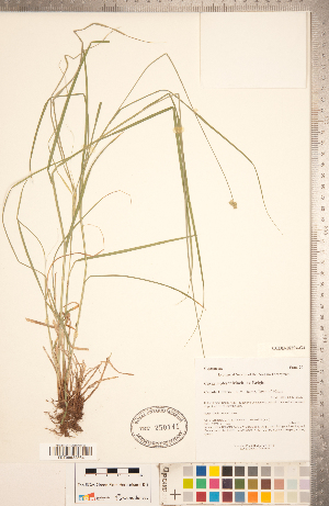  (Carex molesta - CCDB-18294-G04)  @11 [ ] Copyright (2015) Deb Metsger Royal Ontario Museum