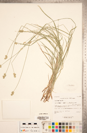  (Carex molesta - CCDB-18294-F04)  @11 [ ] Copyright (2015) Deb Metsger Royal Ontario Museum