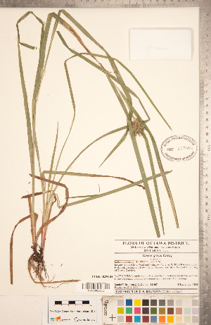  (Carex grayi - CCDB-18294-B04)  @11 [ ] Copyright (2015) Deb Metsger Royal Ontario Museum