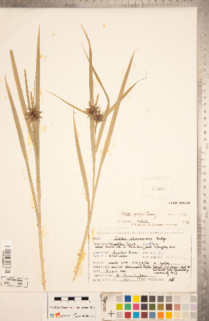 (Carex grayi - CCDB-18294-H05)  @11 [ ] Copyright (2015) Deb Metsger Royal Ontario Museum