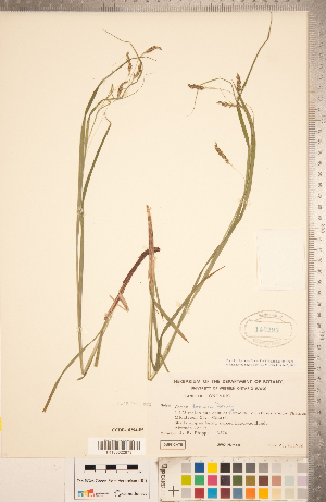  (Carex formosa - CCDB-18294-F05)  @11 [ ] Copyright (2015) Deb Metsger Royal Ontario Museum