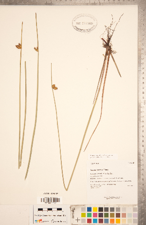  (Schoenoplectus torreyi - CCDB-18294-B05)  @11 [ ] Copyright (2015) Deb Metsger Royal Ontario Museum