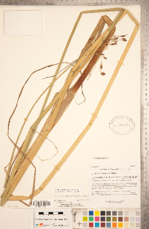  (Schoenoplectus heterochaetus - CCDB-18294-F06)  @11 [ ] Copyright (2015) Deb Metsger Royal Ontario Museum