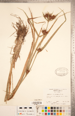  (Rhynchospora macrostachya - CCDB-18294-A06)  @11 [ ] Copyright (2015) Deb Metsger Royal Ontario Museum