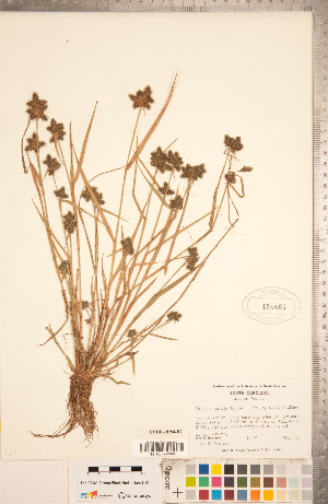  (Fuirena pumila - CCDB-18294-B07)  @11 [ ] Copyright (2015) Deb Metsger Royal Ontario Museum