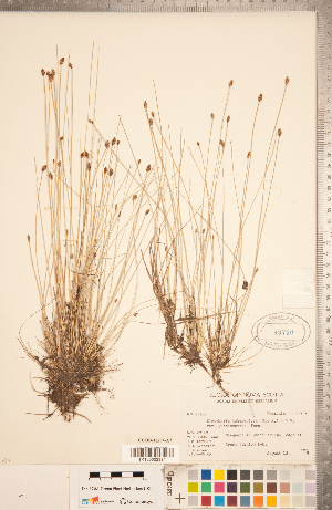  (Eleocharis tuberculosa - CCDB-18294-A07)  @11 [ ] Copyright (2015) Deb Metsger Royal Ontario Museum