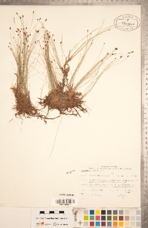  (Eleocharis nitida - CCDB-18294-B08)  @11 [ ] Copyright (2015) Deb Metsger Royal Ontario Museum