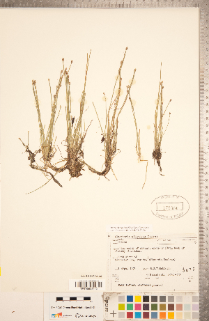  (Eleocharis flavescens var. olivacea - CCDB-18294-A08)  @11 [ ] Copyright (2015) Deb Metsger Royal Ontario Museum