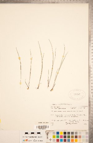  (Scleria verticillata - CCDB-18294-E10)  @11 [ ] Copyright (2015) Deb Metsger Royal Ontario Museum