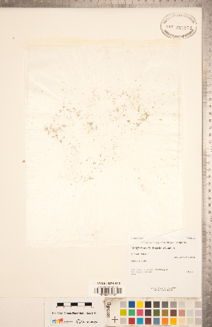  (Wolffia borealis - CCDB-18294-H12)  @11 [ ] Copyright (2015) Deb Metsger Royal Ontario Museum