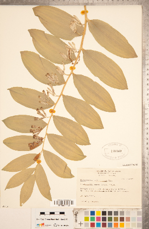  ( - CCDB-18296-H02)  @11 [ ] Copyright (2015) Deb Metsger Royal Ontario Museum