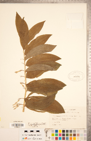  ( - CCDB-18296-G02)  @11 [ ] Copyright (2015) Deb Metsger Royal Ontario Museum